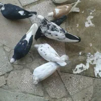 هشت عددکبوتر پرشی