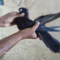 کبوتر صرب
