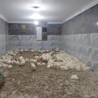 مرغ زنده گوشتی