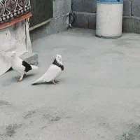 سالم  تخم گذار