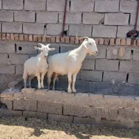 فروش انواع گوسفند سالم وشناخته داشتی، پرواری و..