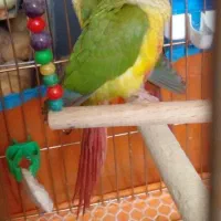 کوتوله سبز گرینچیک آناناسی