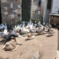 کبوتر تکپر