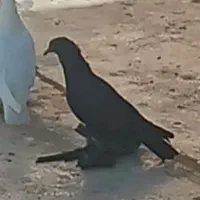 زیل کبوتر(کود)