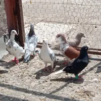 کبوتر  پرشی