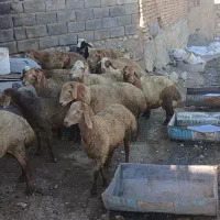 گوسفند