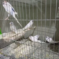 مرغ عشق، فنچ ، فنچ نرگسی، کوتوله، فنچ بنگالی