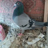 پلاکی مسافتی ماده