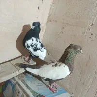 کبوتر