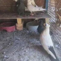 کبوتر رنگی و پرشی