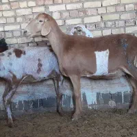 فروش دوتامیش جوان