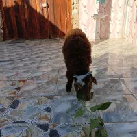 گوسفندنر