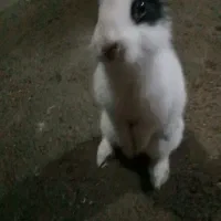 خرگوش خوشگلو اهلی