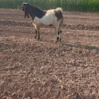 سابری یابخته یابزنر بیگ پارساله