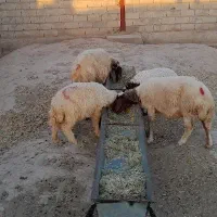 یک جفت میش وبره .۴. عدد.میش دوسه بره 68میلیون