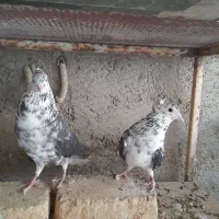 دمگیرنروماده گلین کاکولی دولا ودمدار