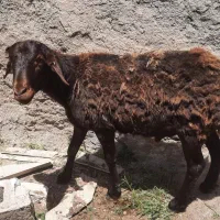 بره نره یکسال
