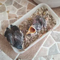 جوجه مینا سهره عروس هلندی