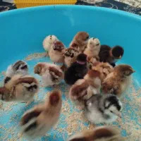 جوجه محلی اصل یک هفته ای