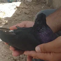 پرنده|پرنده|باوی, |دیوار