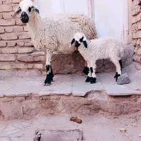 میش شلواری زایده