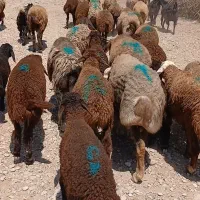 میش و بره