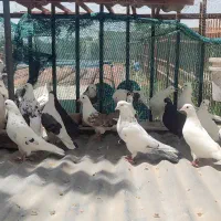 تهرانی پرشی