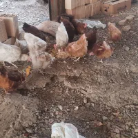 مرغ محلی تخم گذار