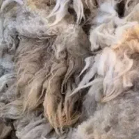فروش پشم گوسفند