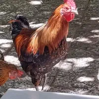 خروس