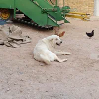 سگ ماده پژدر