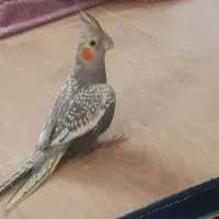عروس هلندی  گل باقالی