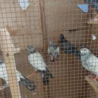 فروش کبوتر