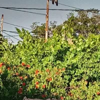 زمین-برای-ساخت-ویلا-یا-باغچه-در-روستای-یوسف-آباد