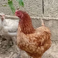 دوعدد مرغ تخم گذار  مادر