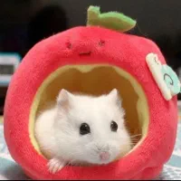 موش و خرگوش خانگی