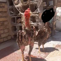 خروس لاری