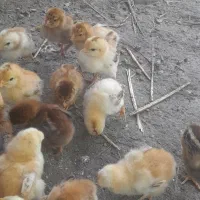 جوجه گلپایگانی