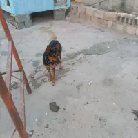 سگ ژرمن ماده