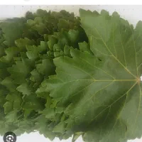 برگ مو انگور