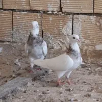 کبوتر