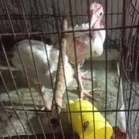 جوجه خروسی  3ماهه