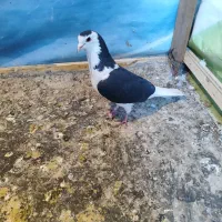 کبوتر ساده سیاه