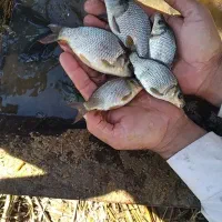 بچه ماهی درجه یک