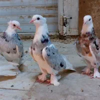 کفتر هما سرور شازده