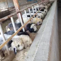 ۹راس بره چاق