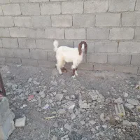 بز ماده درجه یک