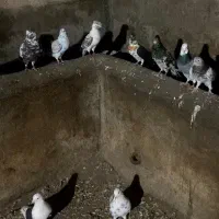 کبوتر پرشی