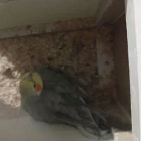 عروس هلندی جفت مولد