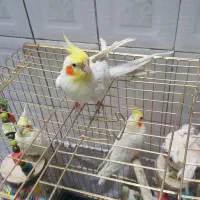 یک عدد عروس هلندی ماده میخوام